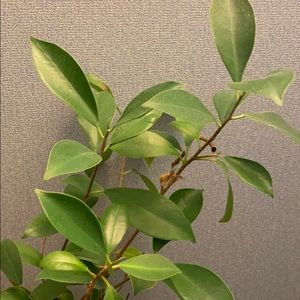 Meet your Posher, Phoebe